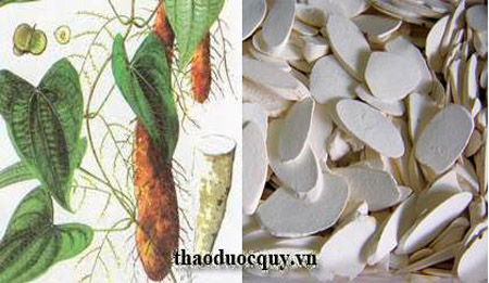 Hoài Sơn/ Củ mài Hoài Sơn/ Củ mài