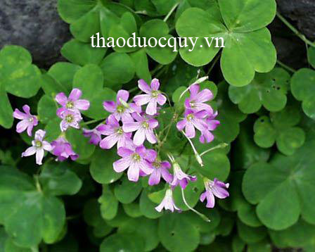 Tạc Tương Thảo