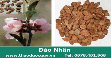 Đào nhân Đào nhân