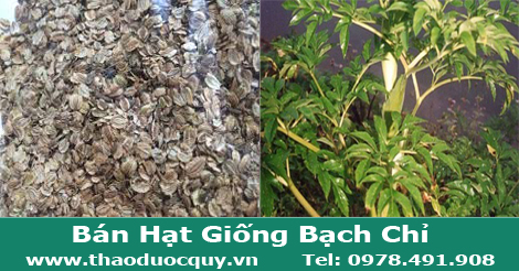 Hạt giống Bạch chỉ Hạt giống Bạch chỉ