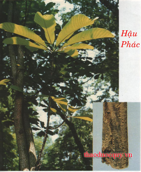 Thần Phác