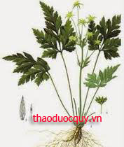 Hoàng Liên