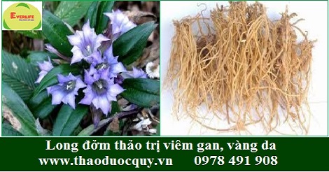 Long đởm thảo Long đởm thảo