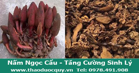 Nấm Ngọc Cẩu Khô Nấm Ngọc Cẩu Khô