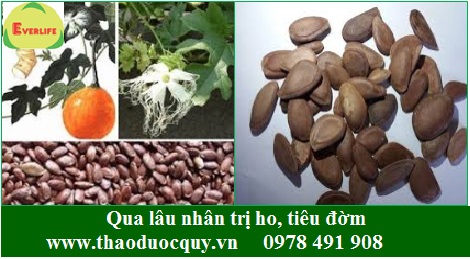 Qua lâu nhân- Trị ho Qua lâu nhân- Trị ho