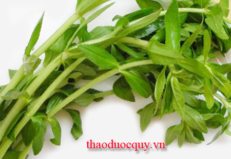 Rau Ngổ