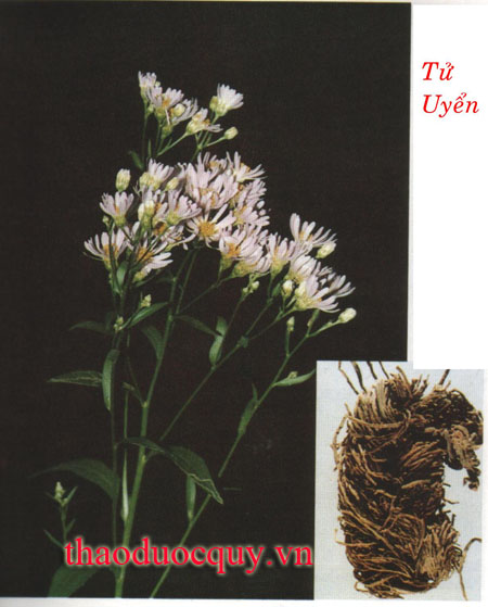 Thanh Uyển