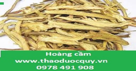 hình ảnh vị thuốc hoàng cẩm