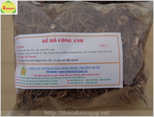 rễ bồ c&ocirc;ng anh