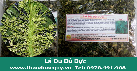 l&aacute; c&acirc;y đu đủ đực